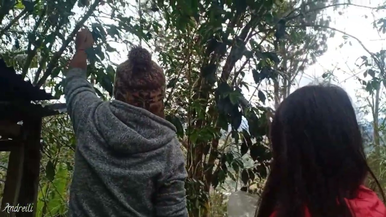 Living in the Countryside: Harvesting Coffee Bean after Sunday Mass 