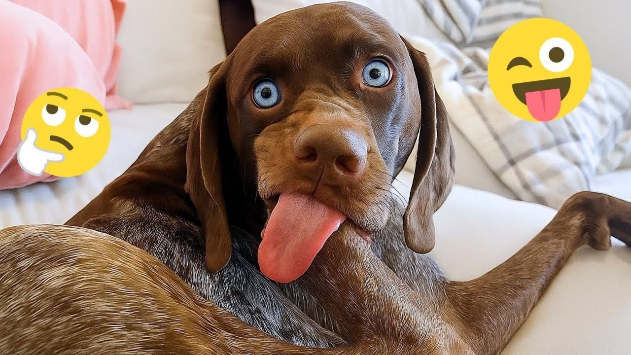 HILARIOUS DOGS Being Weird 🤪 NEW Funniest Dogs Video 2026