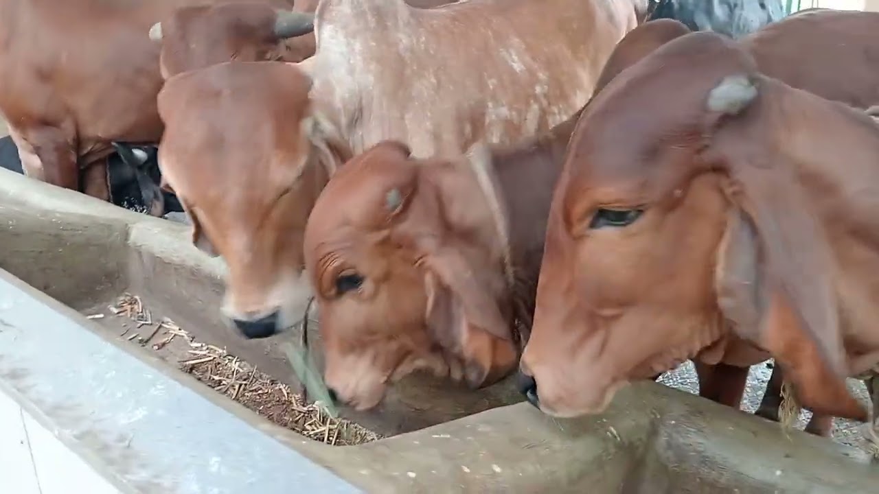 cow videos | baby cows trying to eat grass | visit to cow shed 