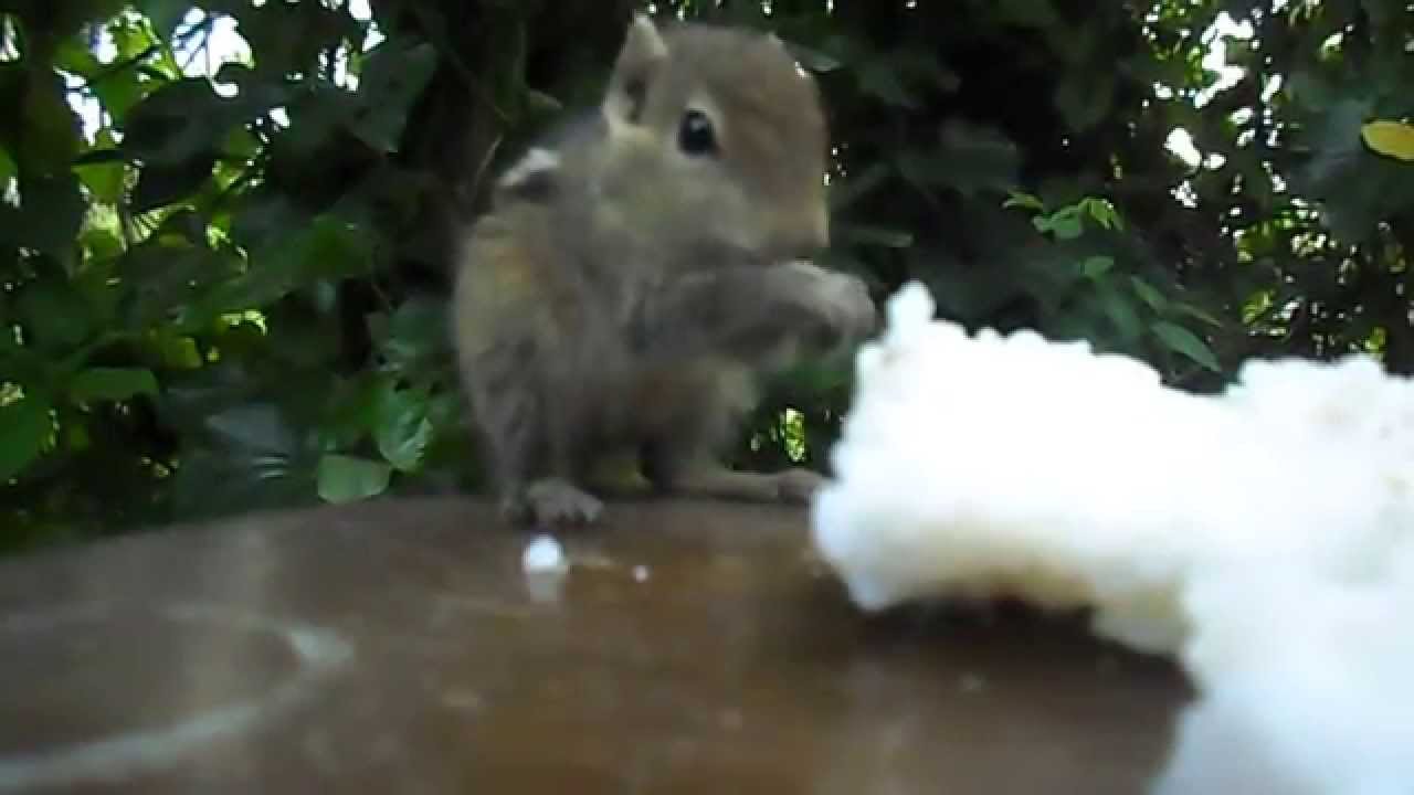 how squirrel eat rice