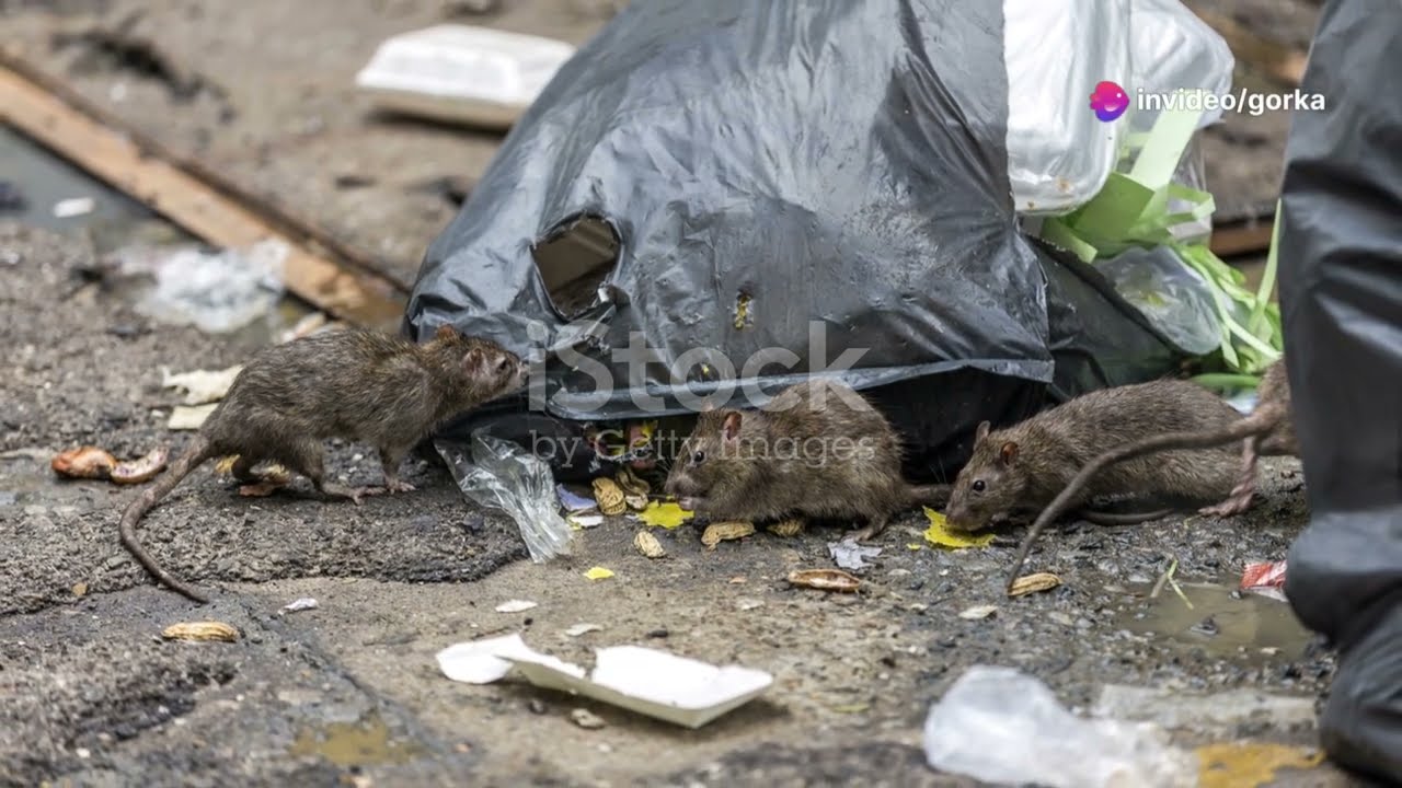 Sewer Rats Unveiled: Characteristics and Combat Strategies