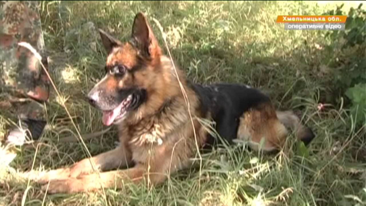 На Хмельниччині затримали п'ятого в'язня-утікача