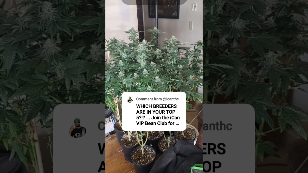 Quebec Blue (Grandaddy Purple x Blue Fire). Quebec Seed Co. Absolute 🔥🔥🔥
