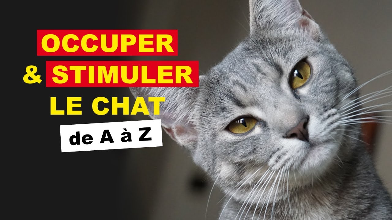 Occuper & stimuler le chat