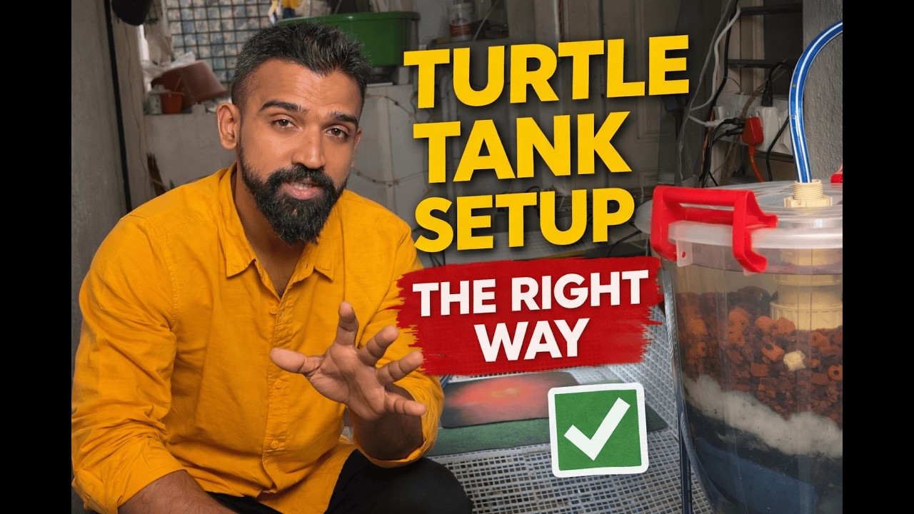 Setting Up a Turtle Tank the RIGHT Way (Beginner Turtle Tank Guide)