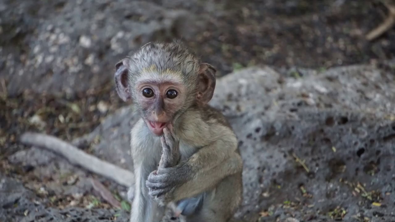 Kenia VLOG # 5 (Tsavo West & Mzima Springs)