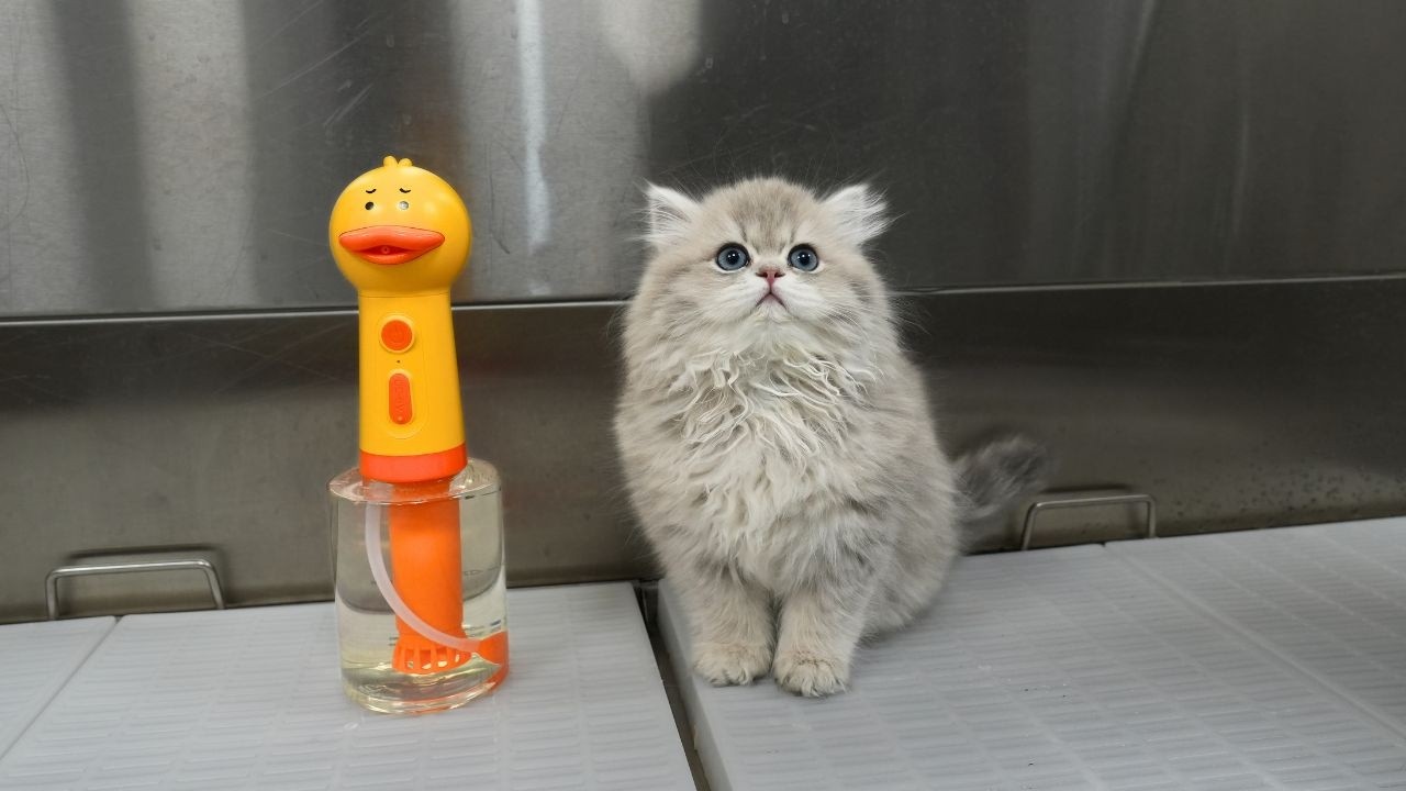 Why Is This Persian Kitten So Tiny...😭