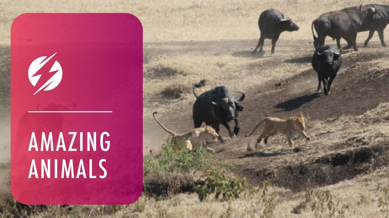 Hero Buffalo Saves Calf From Pride Of Lions