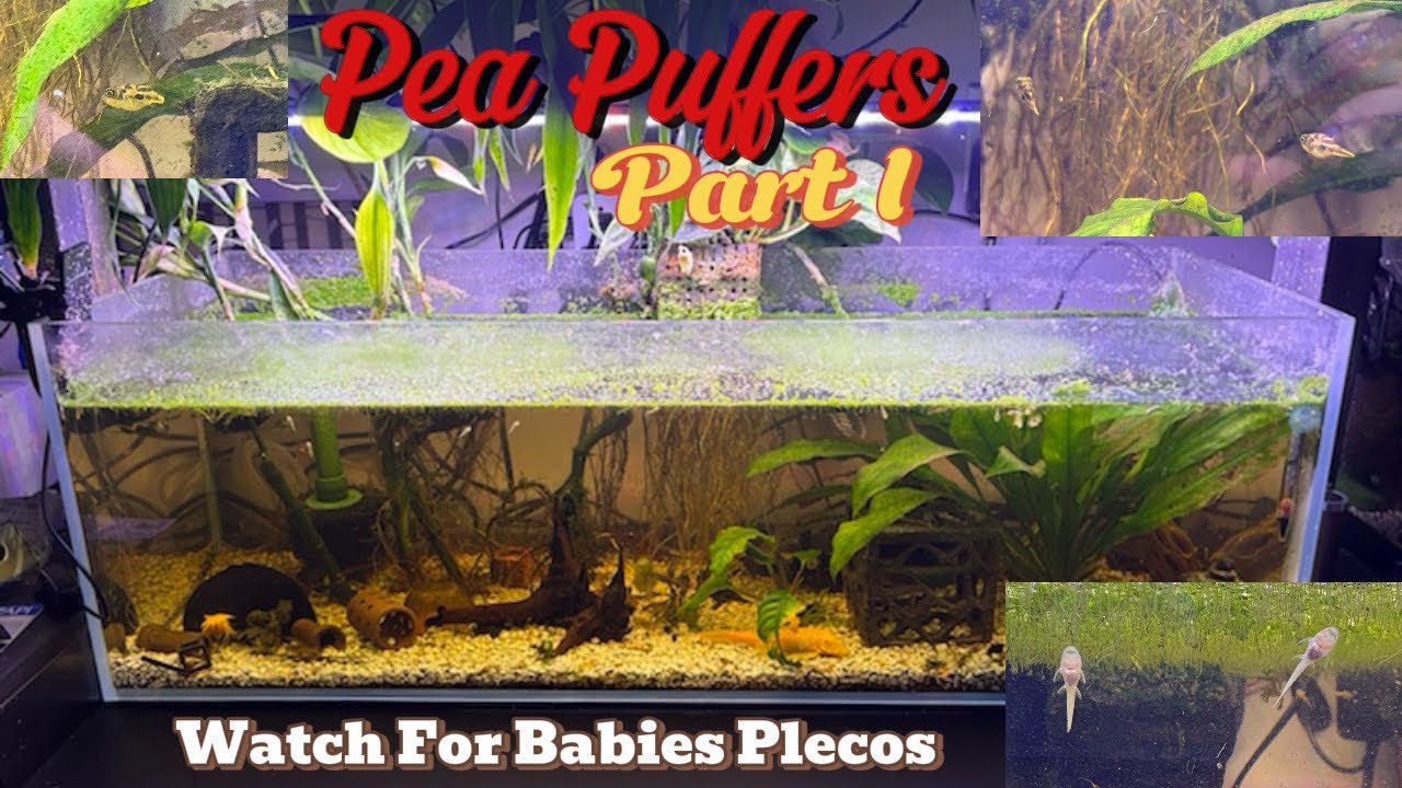 Pea Puffer Life! Part 1 #puffers #fishkeeping #fishlife #viral #pnw #aquarium #fish #pets #swimming 