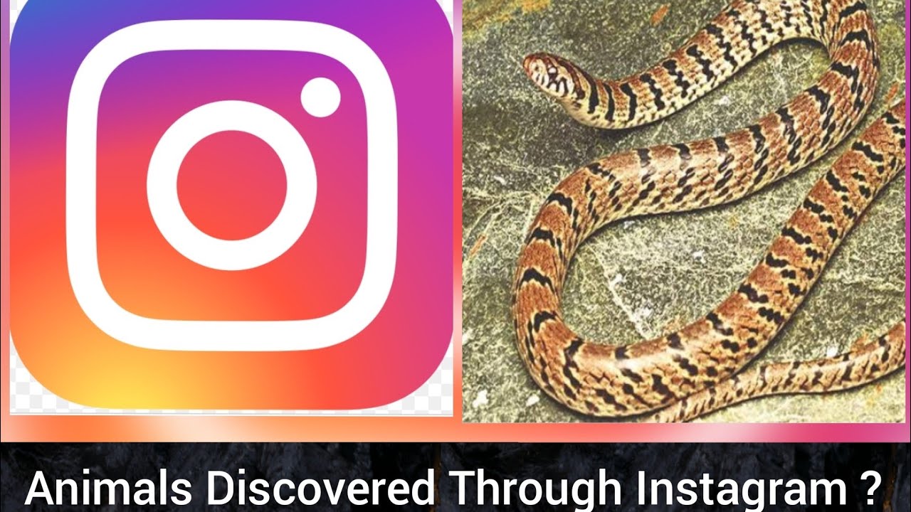 Animals Discovered From Instagram 😱 New Animals 2021 😱 Snake 🐍#38