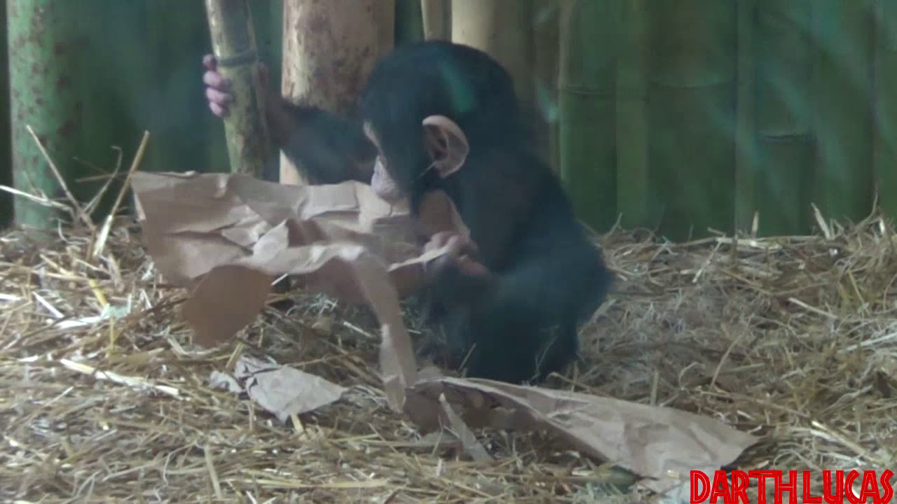 Maryland Zoo Chimp Troop Feb 2020