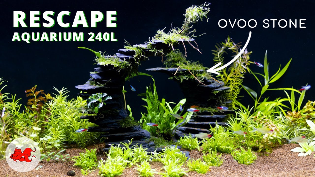 Mon aquarium 240l avec Ovoo stone