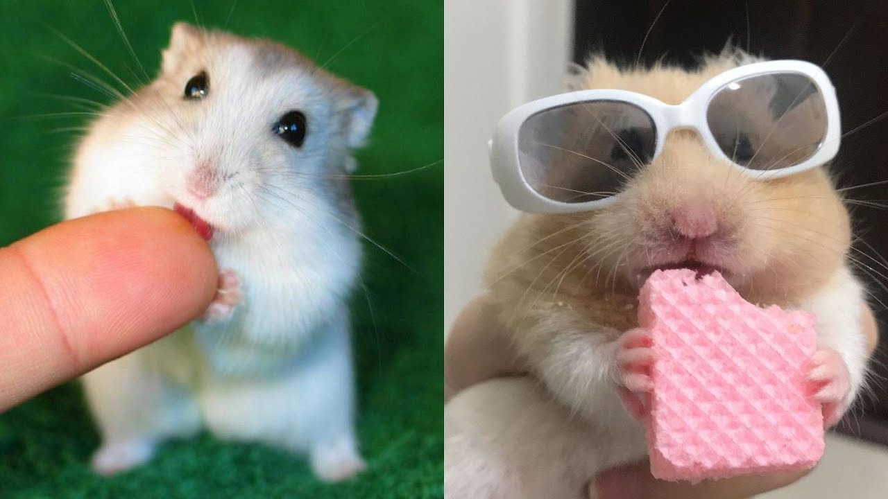 Compilação De Vídeos Engraçados E Fofos De Hamsters # 2   Hamster Fazendo Coisas Engraçadas Em 202