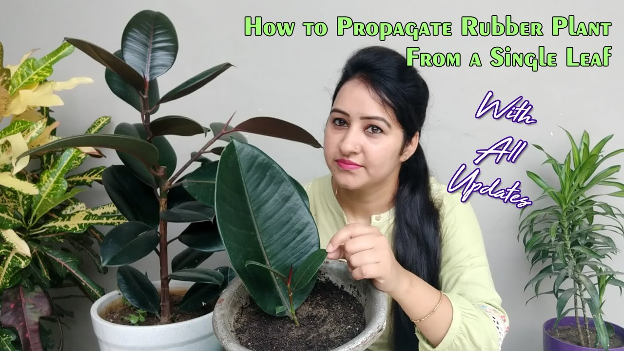 How to Propagate Rubber Plant From a Single Leaf | How to make Rubber Plant Bushy | Rubber Plant