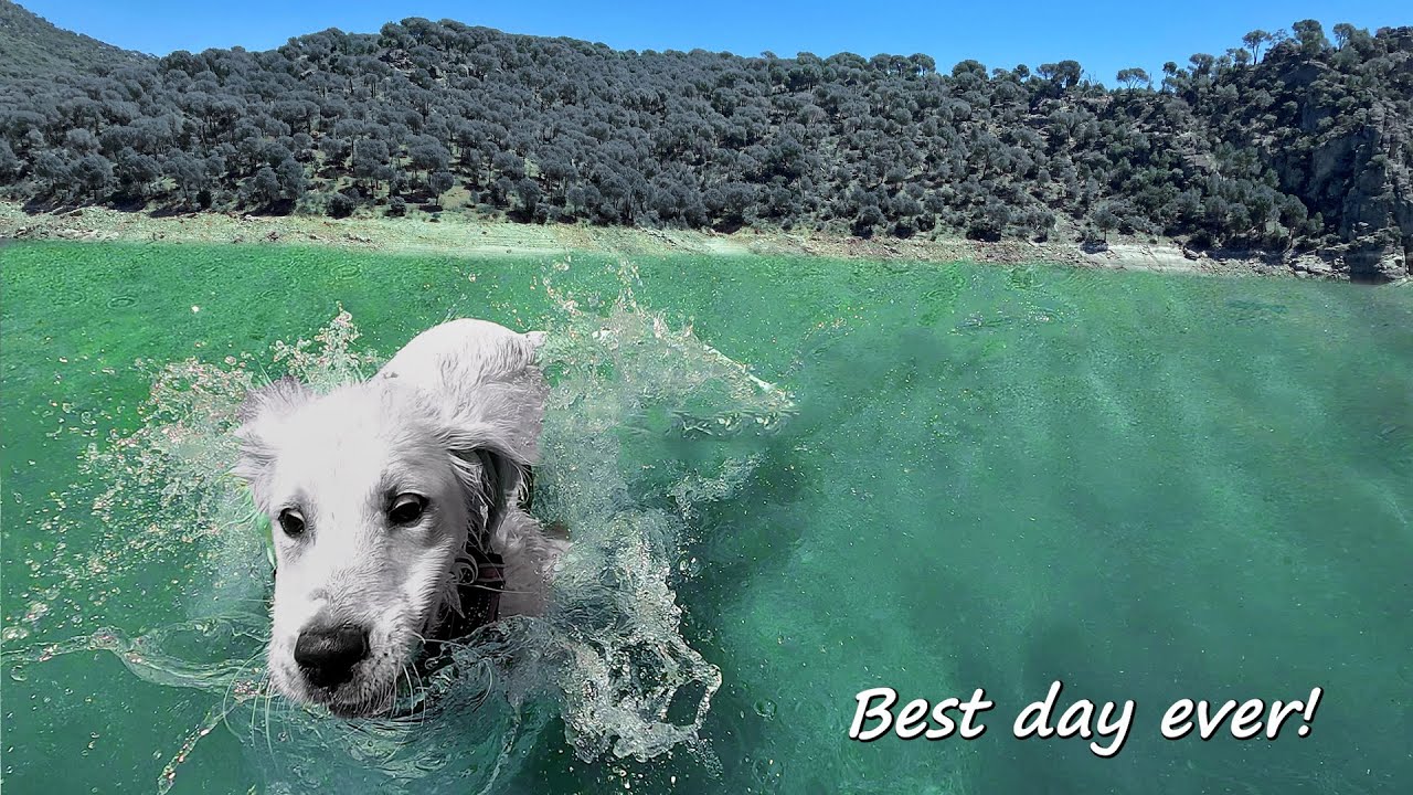My puppy's first day trip! El Pantano de San Juan, Madrid