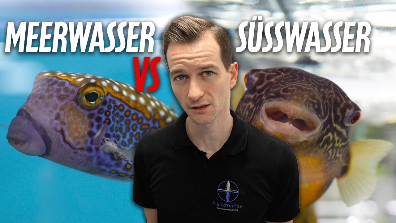 MEERWASSER VS SÜSSWASSER Aquarisik - Was sind die Unterschiede?