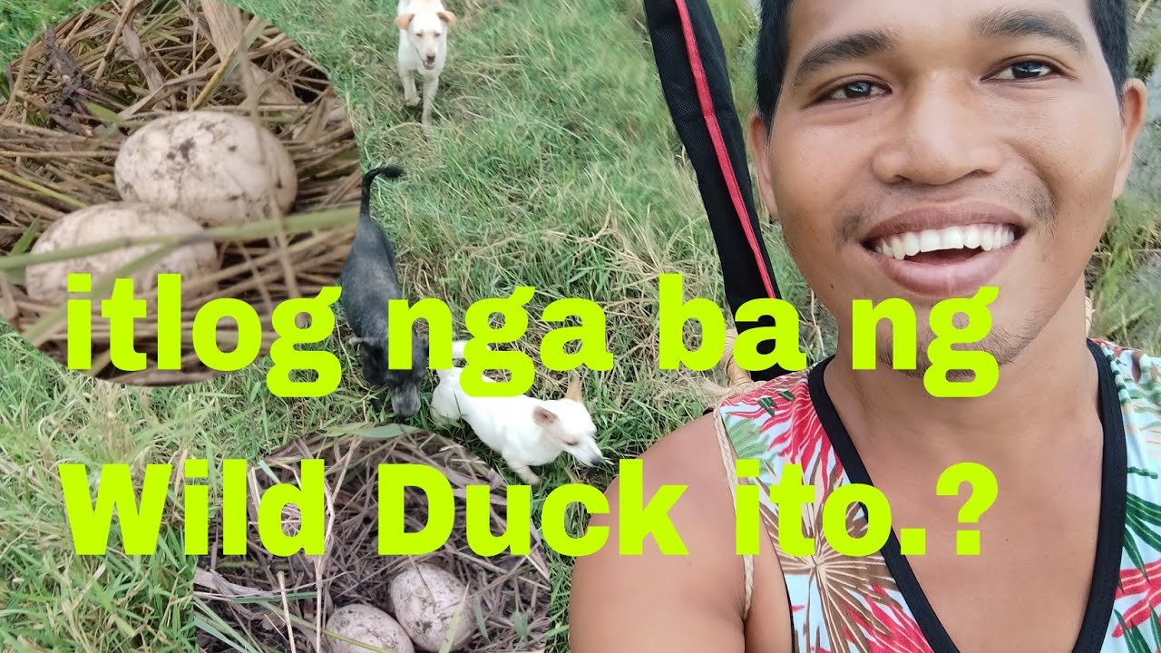 first time maka kuha ng itlog ng Wild Duck / Buhay probinsya@ Palawan Philippines