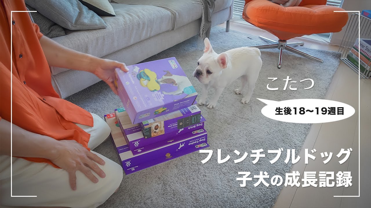 【こたつ成長記録】フレンチブルドッグの子犬に知育玩具をいろいろ与えてみる【18〜19週目】
