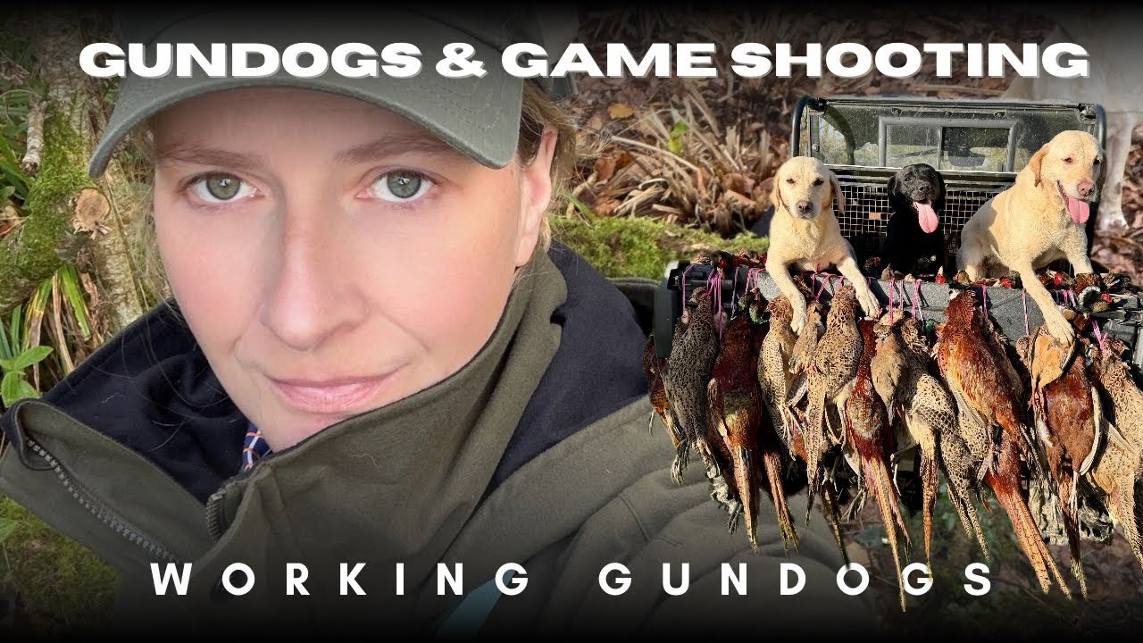 Amazing Working Gundogs on a Traditional English Shoot | Labrador Retrievers Picking Up