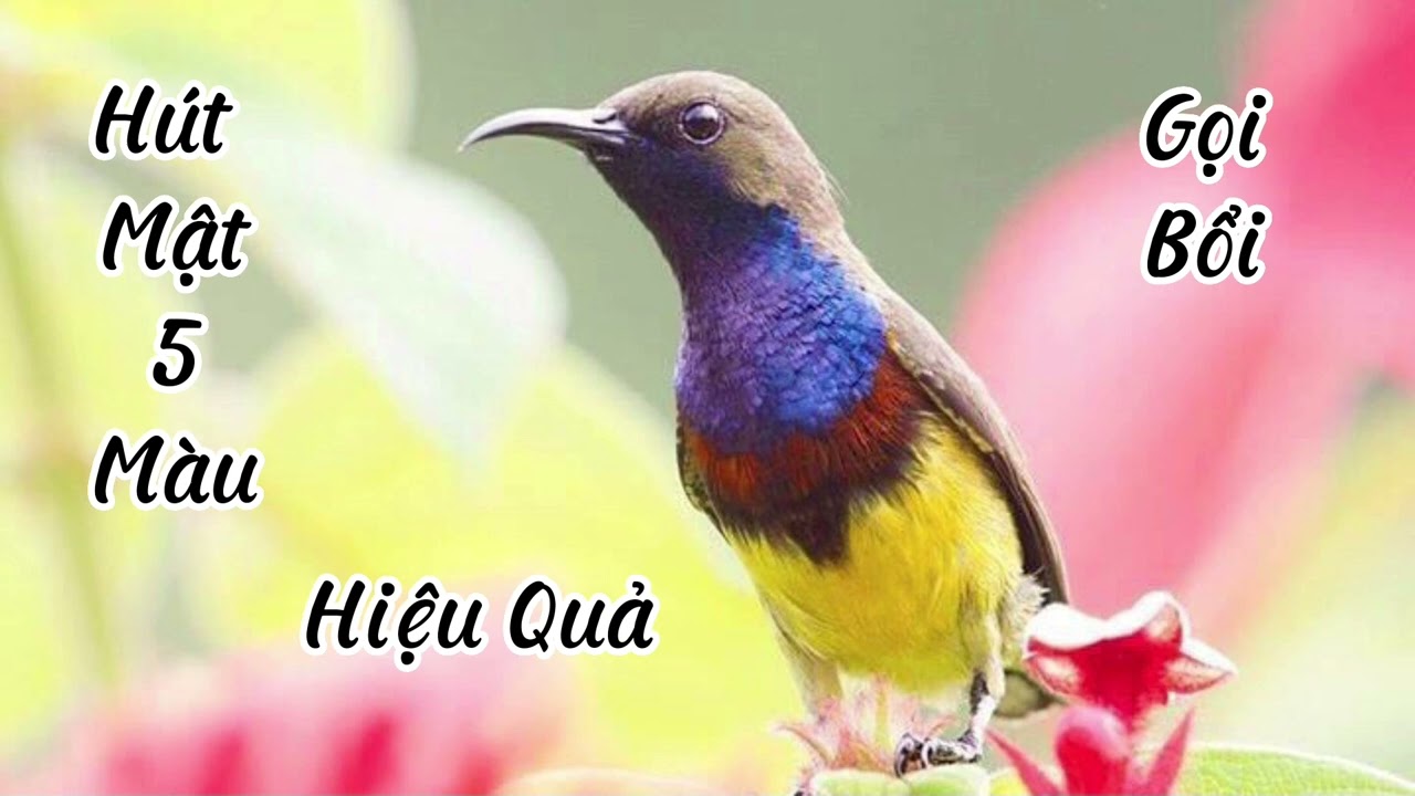 Tiếng Chim Hút Mật 5 Màu Mồi - Gọi Chim Bổi - Âm Thanh Dùng Đi Bẫy - Hiệu Quả Cao