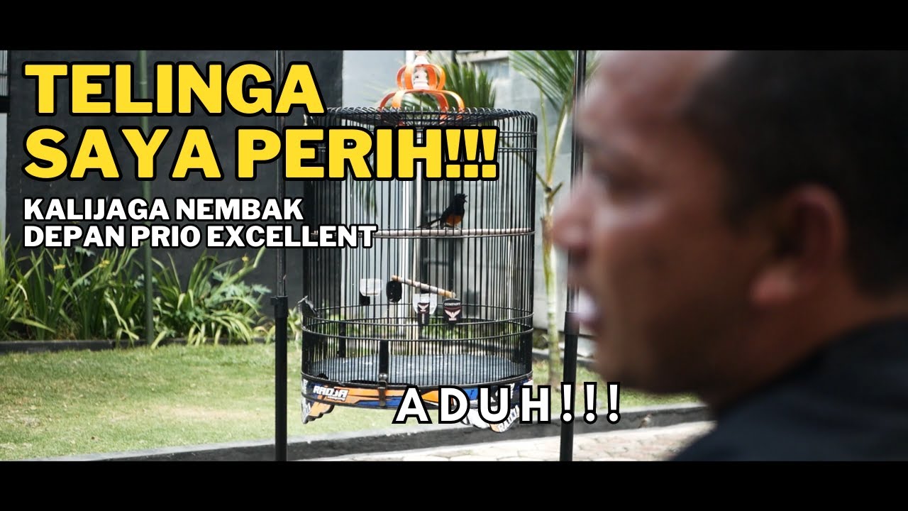 Pedas!!!! Kalijaga Muntah Beling Depan Prio Excellent