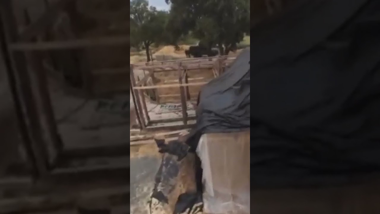 Domestic violence suspect hides in haystack as California cops use clever tactic to find him #shorts