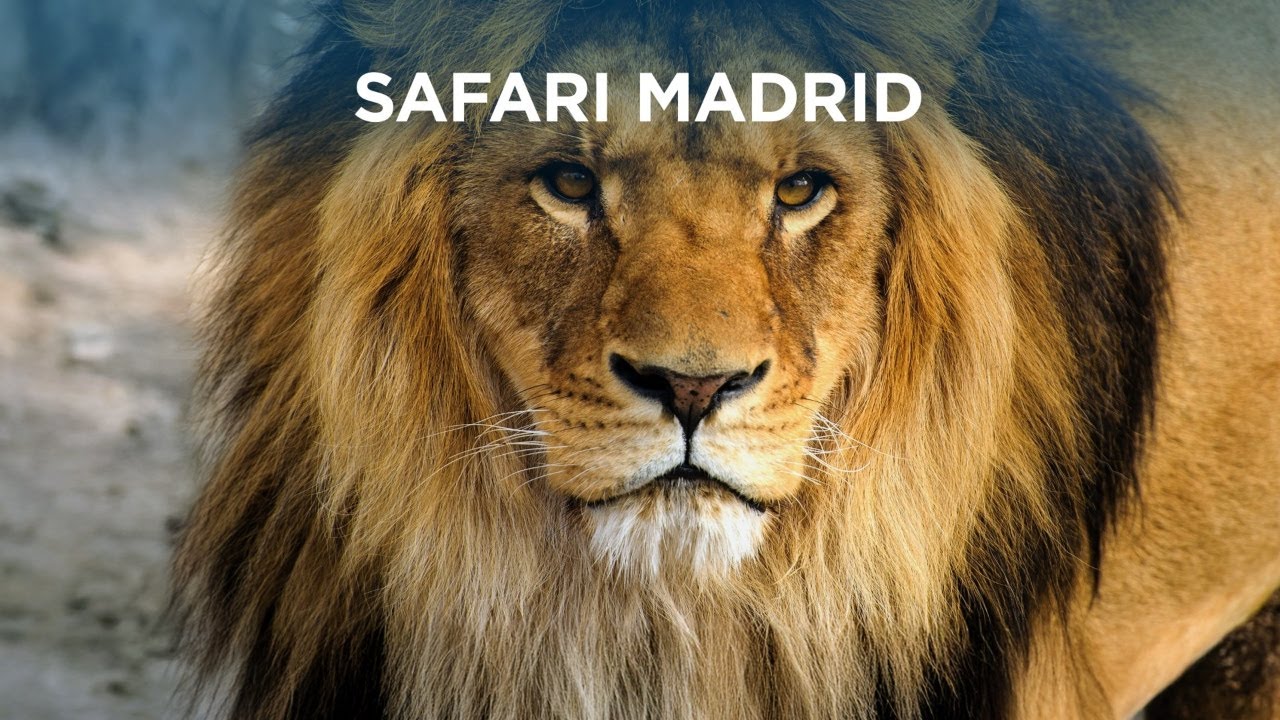 Safari Madrid: un viaje sobre ruedas para conocer animales de los 5 continentes
