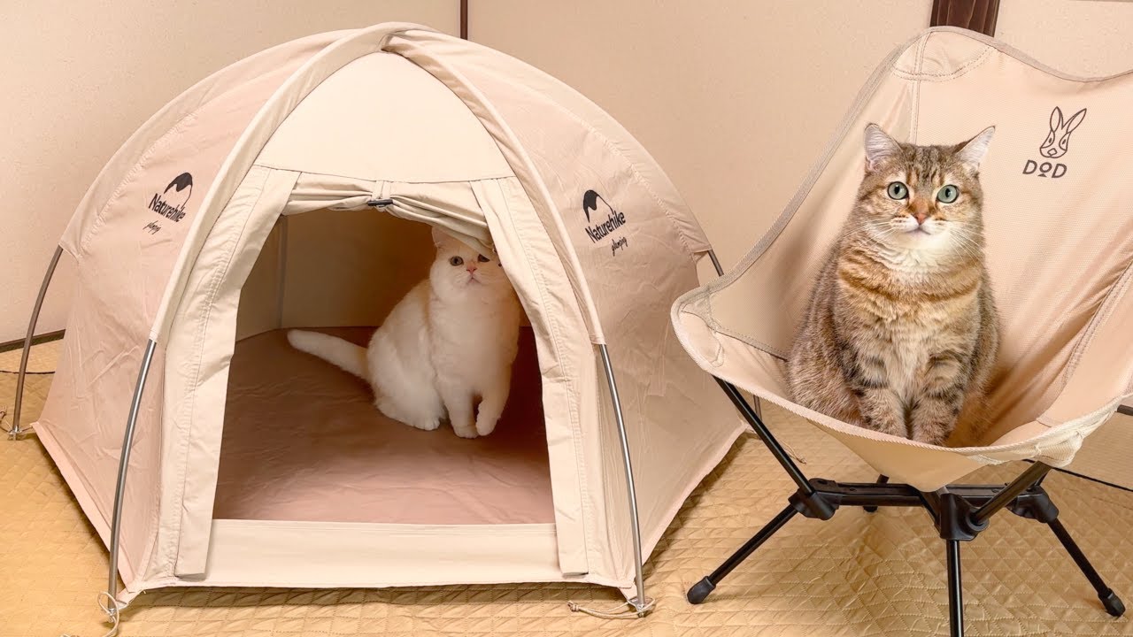 外に出られない猫のために、家でキャンプしてみたら…