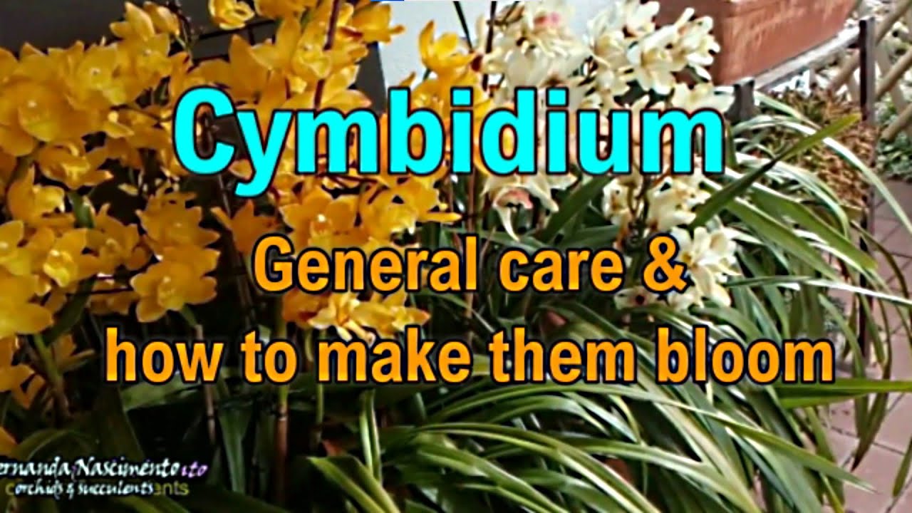 Cymbidium #CareCollab // Basic care  and how to make them bloom 🌻🌻🌻 // LEGENDAS em PORTUGUÊS
