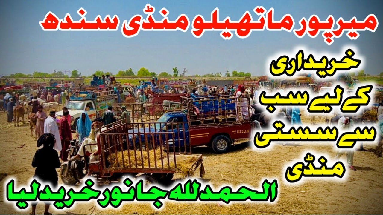 Mirpur Mathelo Mandi Sindh Alhamdulillah Janwar Khareed Liya 😍#mirpur #mirpurmathelo #sindh #cow