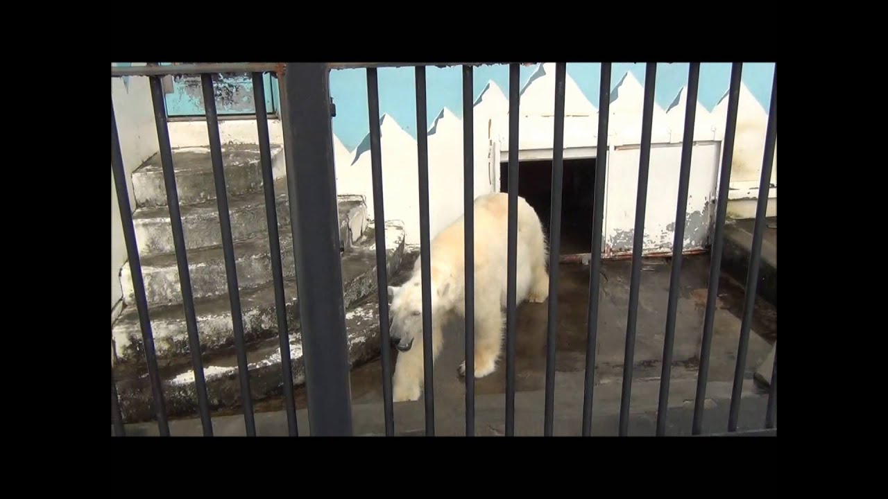 Tsuyoshi walks around in the small enclosure, restlessly, at Kushiro Zoo.