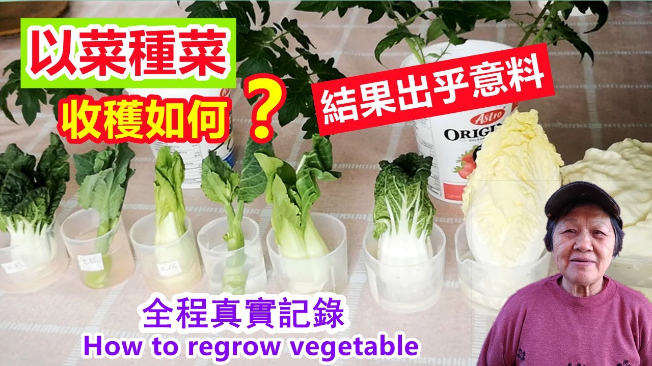 不用種子，超市買來就種，收穫如何？結果出乎意料，全程真實記錄 How to regrow Vegetable from store bought,cut and grow