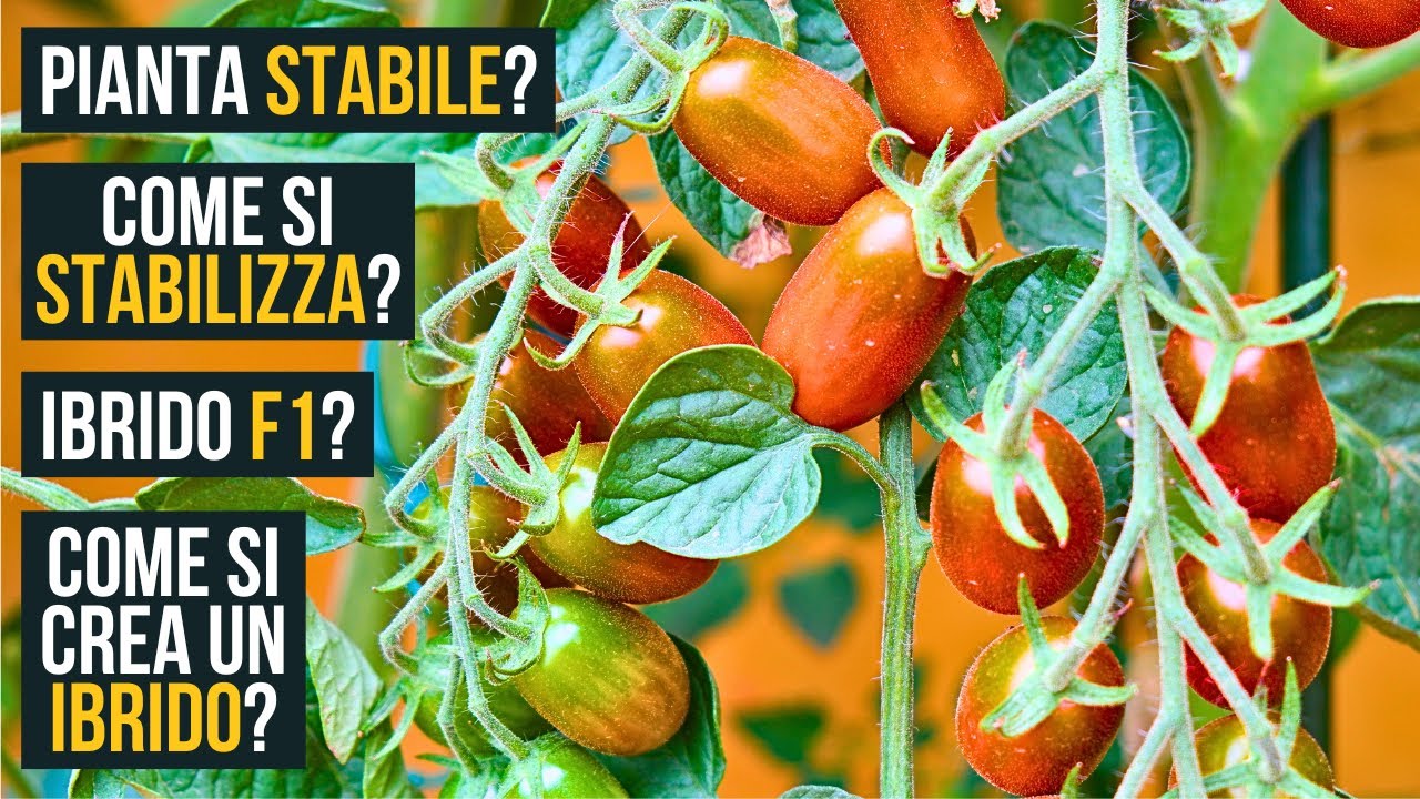 Cosa sono gli IBRIDI? Cosa significa F1? 🪴PiantaSTABILE? ECC.🧬| Food Stories