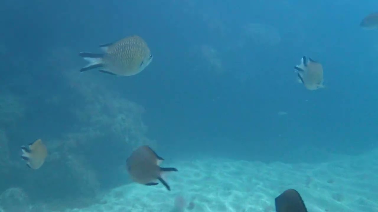 La modelo, las viejas y el tiburon