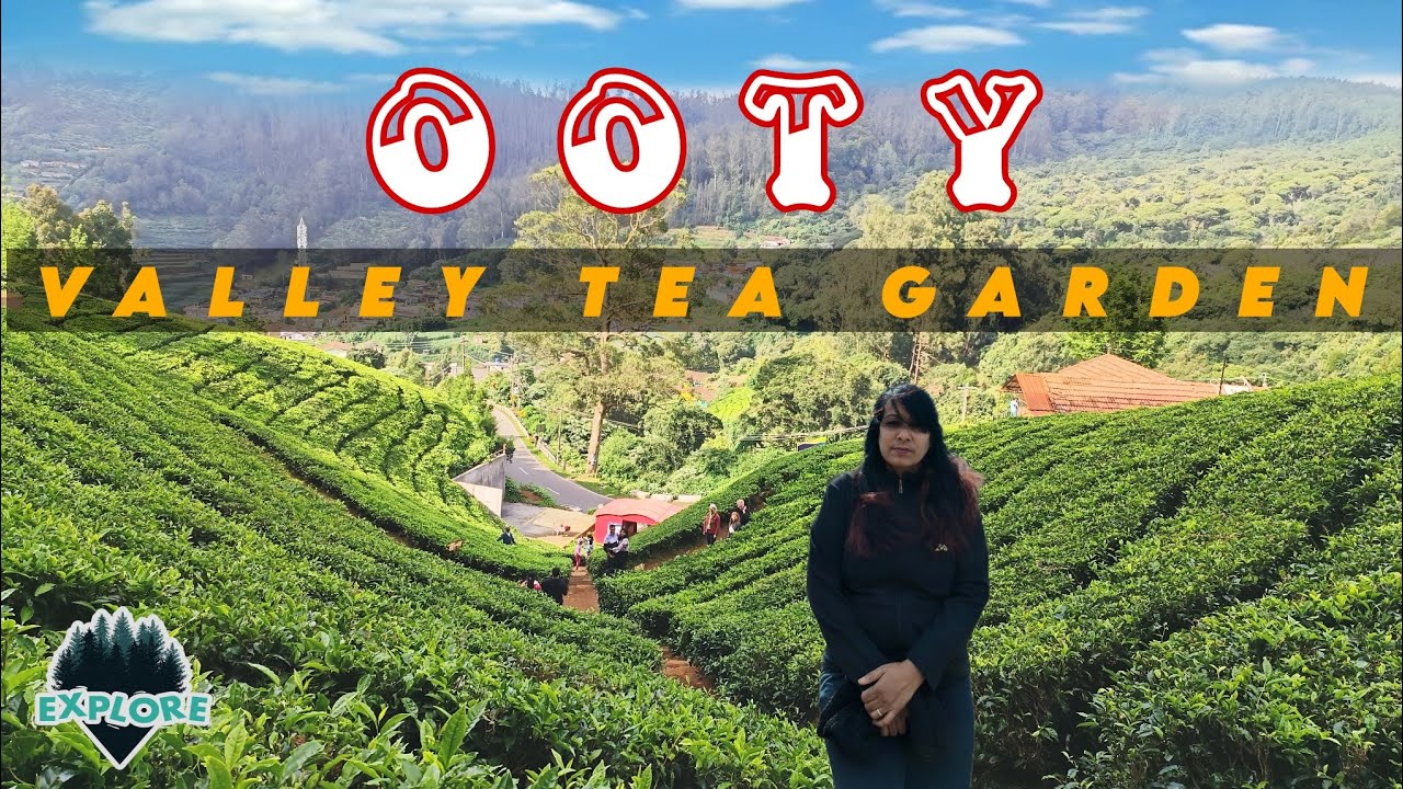 OOTY VALLEY TEA GARDEN|| NILGIRIS BEST ORGANIC FARM OF TEA 