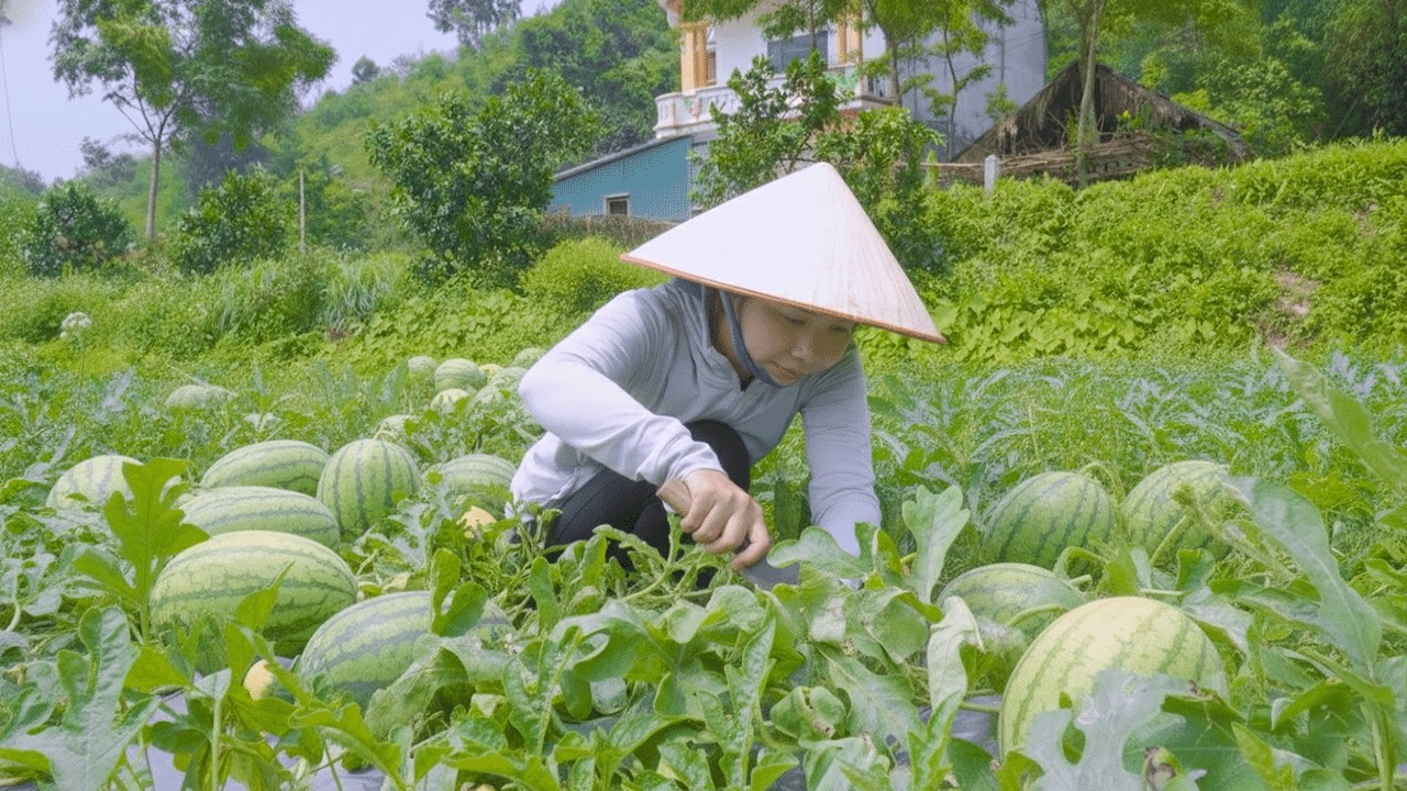 100% Organic From Farm : Harvesting 50KG of Giant Watermelons to Sell at Market