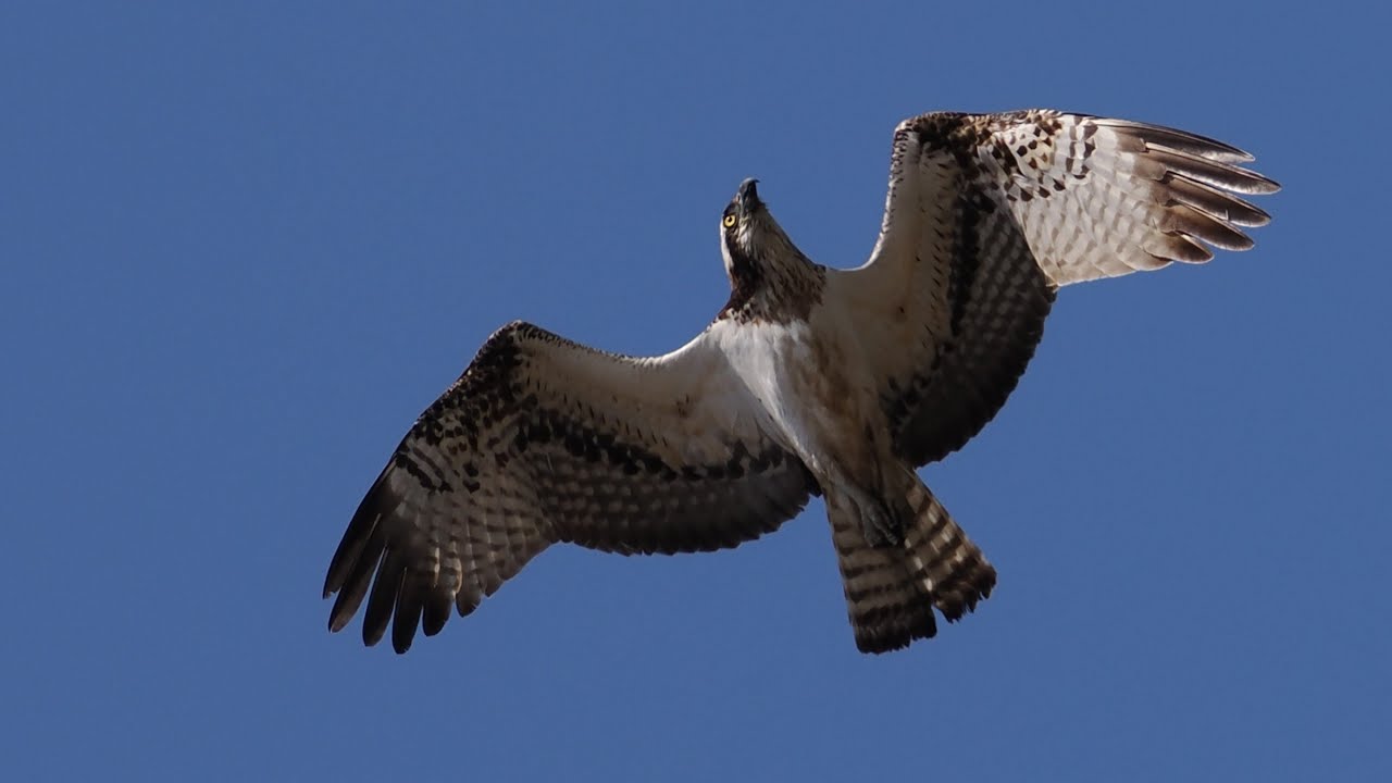 二宮町冬の野鳥
