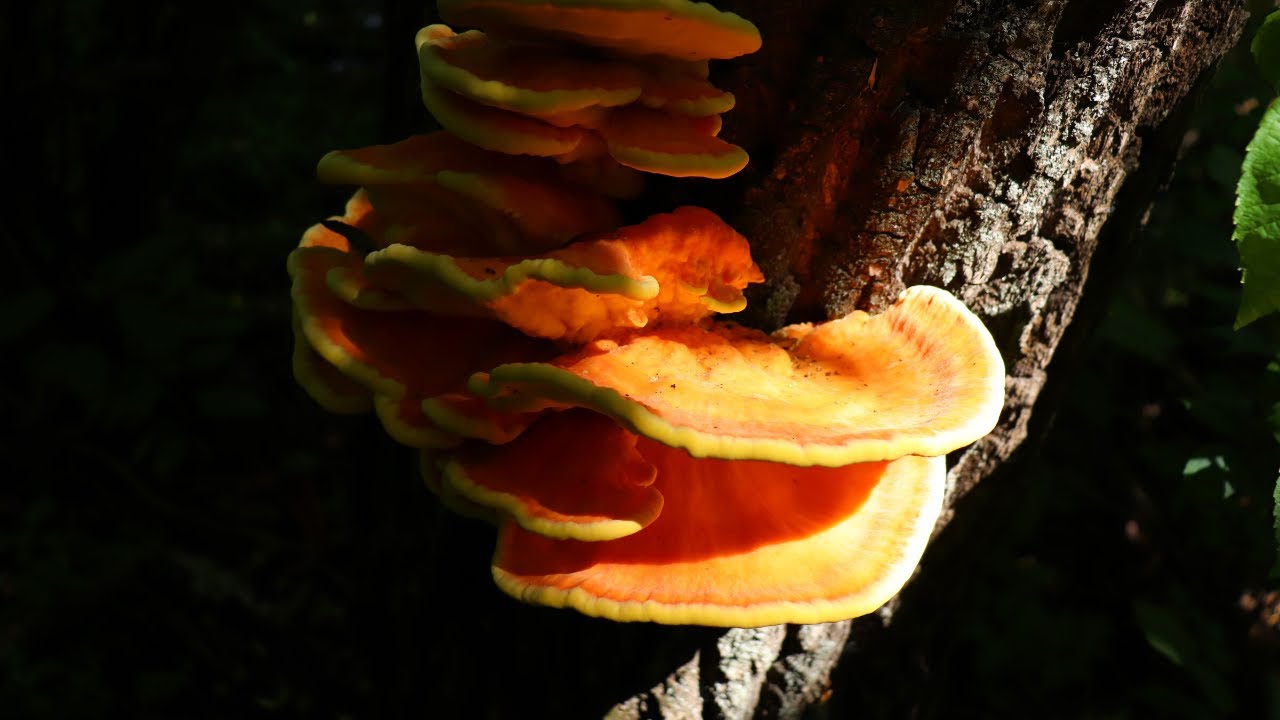 #13 Mushrooms💛Forest💚Birds River ASMR Nature Relaxing video