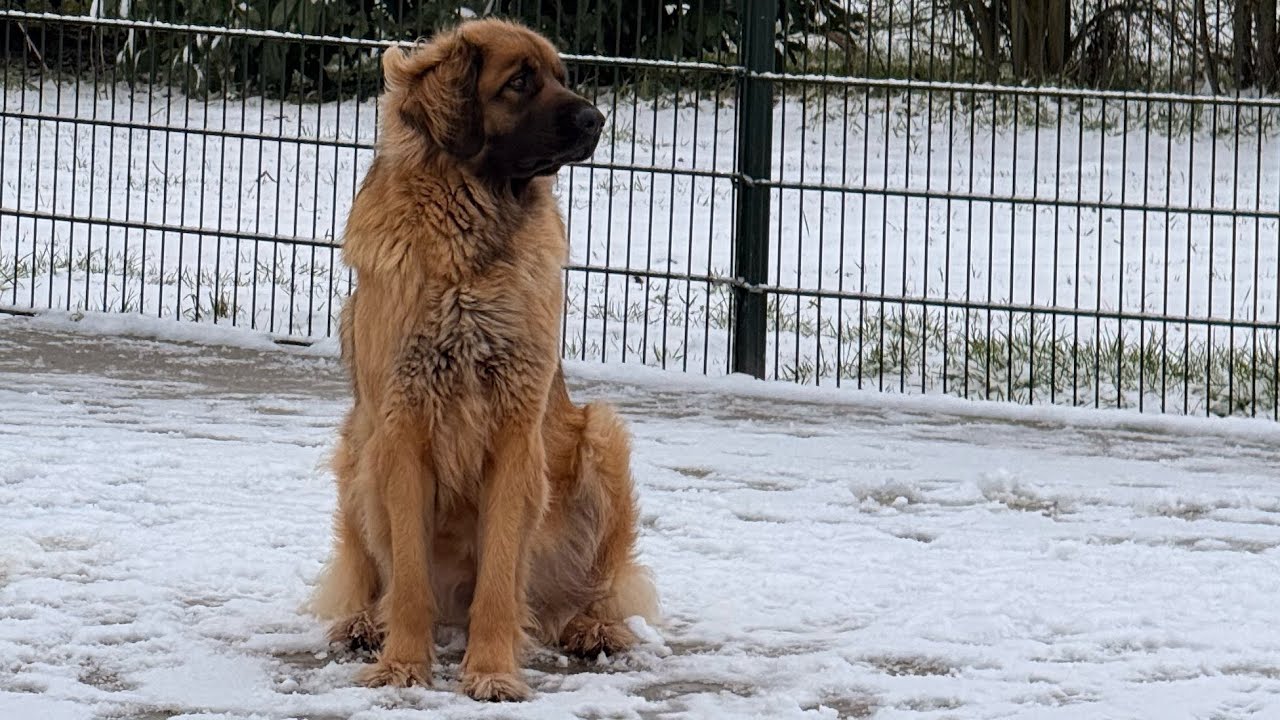 Sneeuw weekje by de Hûneskuorre