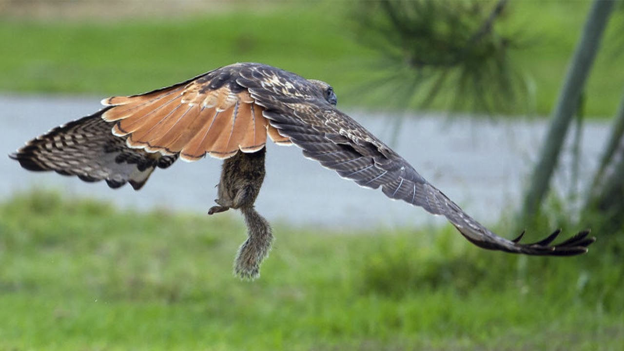 Краснохвостый сарыч &ndash; ястреб-змеелов, гроза белок и мышей! Универсальный пернатый хищник!