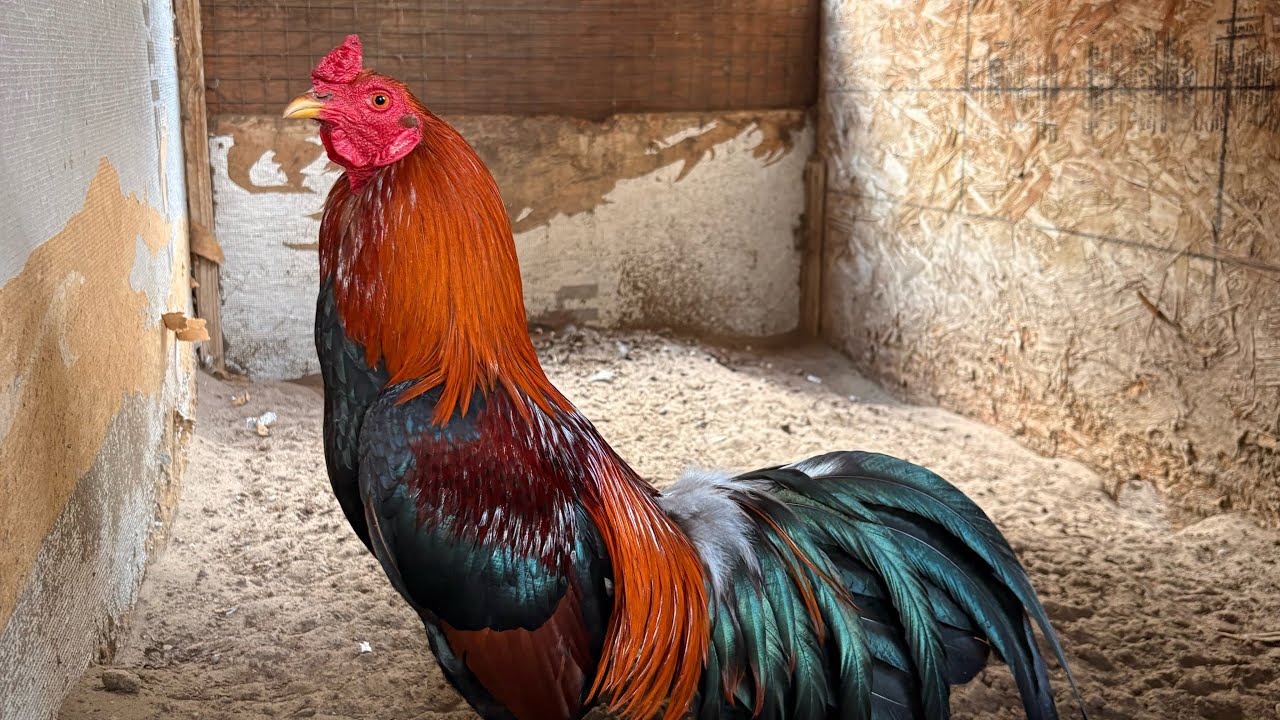 Gallos Finos empezando la cuida 