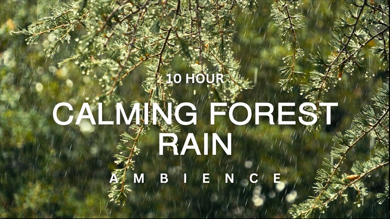 10 Hour | 🌲✨Winter Pine Forest Rain✨🌲 A Calming Ambiance for Sleep, Focus & Relaxation