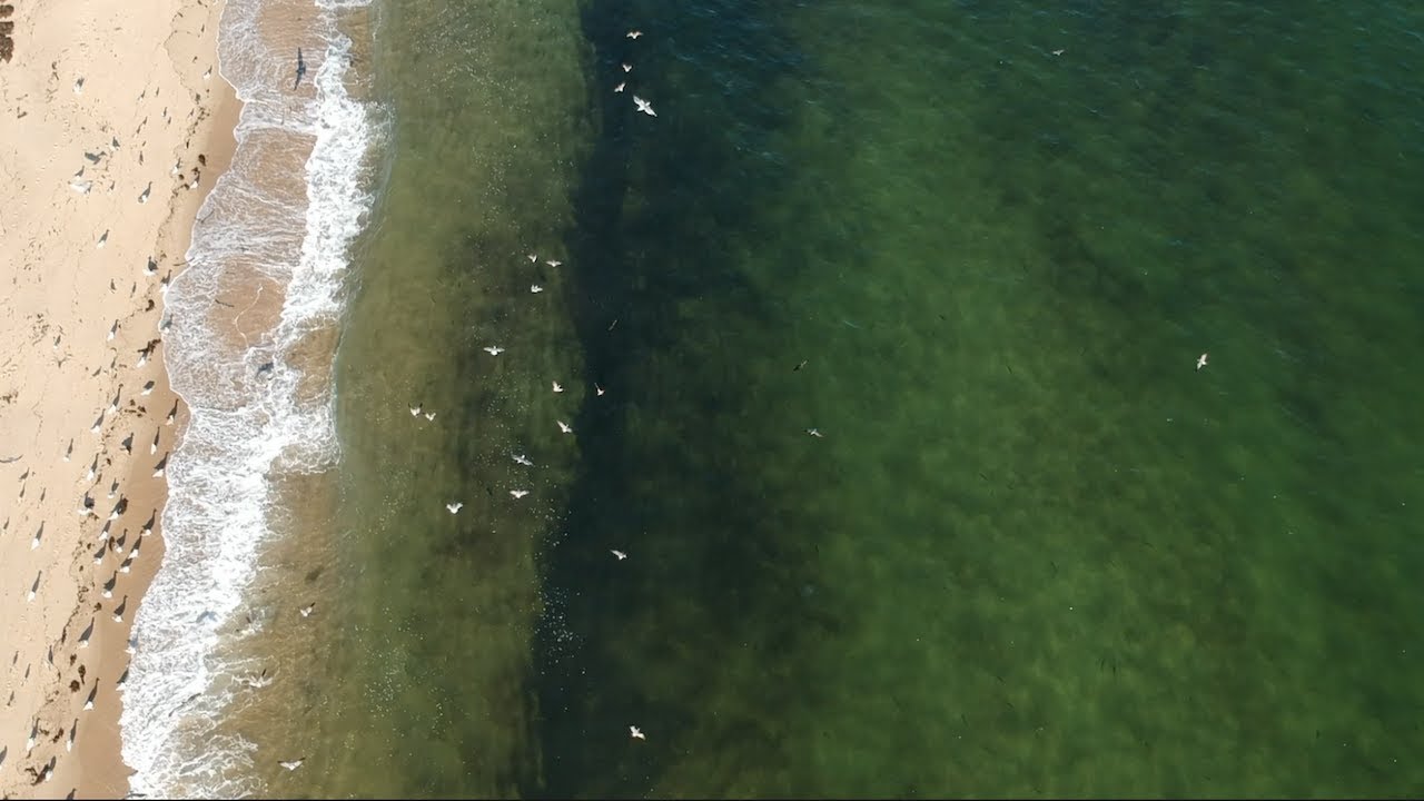 September 27th Striper Blitz Caught On Drone