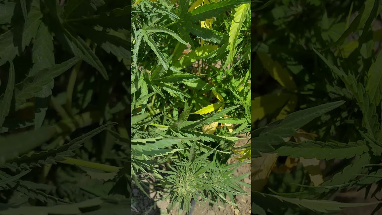 Outdoor California grow