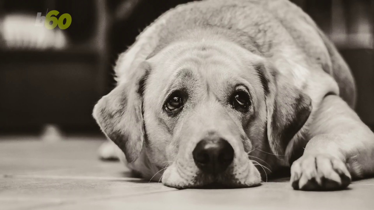 What Dogs Really Mean When They Look Guilty