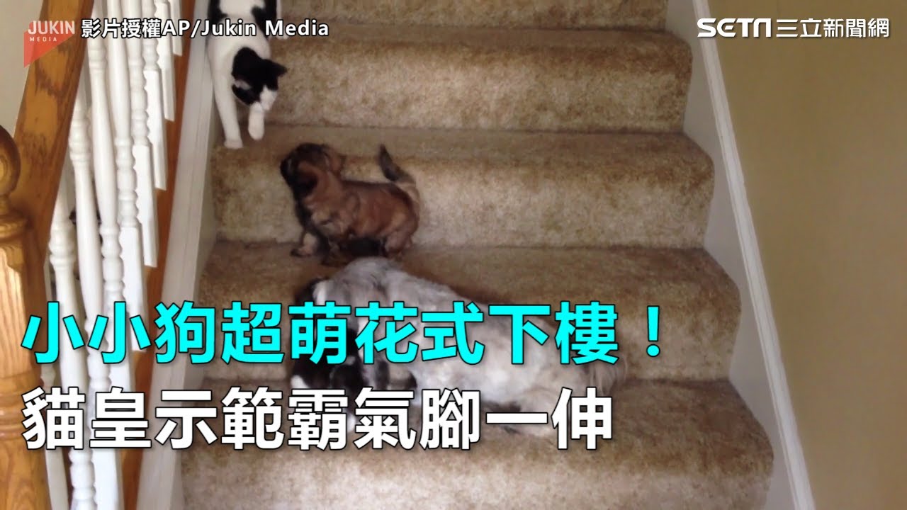 小小狗超萌花式下樓！貓皇示範霸氣腳一伸｜三立新聞網SETN.com