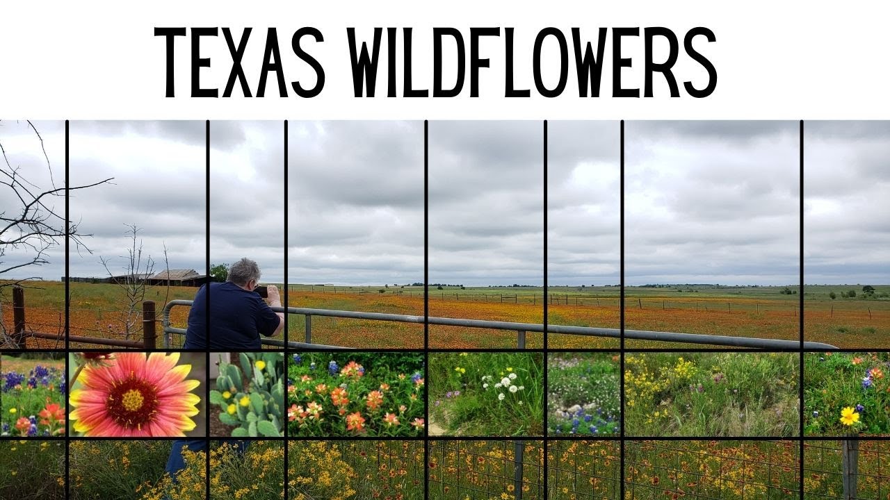 Just Some Texas Wildflowers, Big Sky, & Country Music