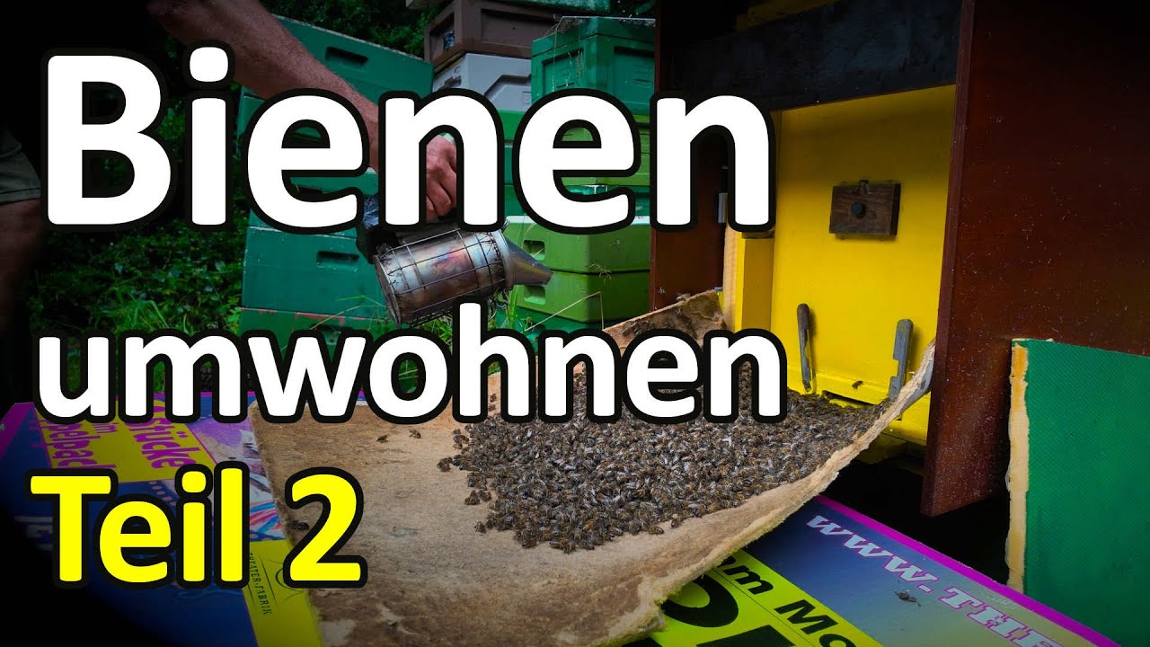 Bienen umwohnen Teil 2: Kunstschwarm Dunkle Biene f&uuml;r Hinterbehandlungsbeute im Kuntzsch-Ma&szlig;