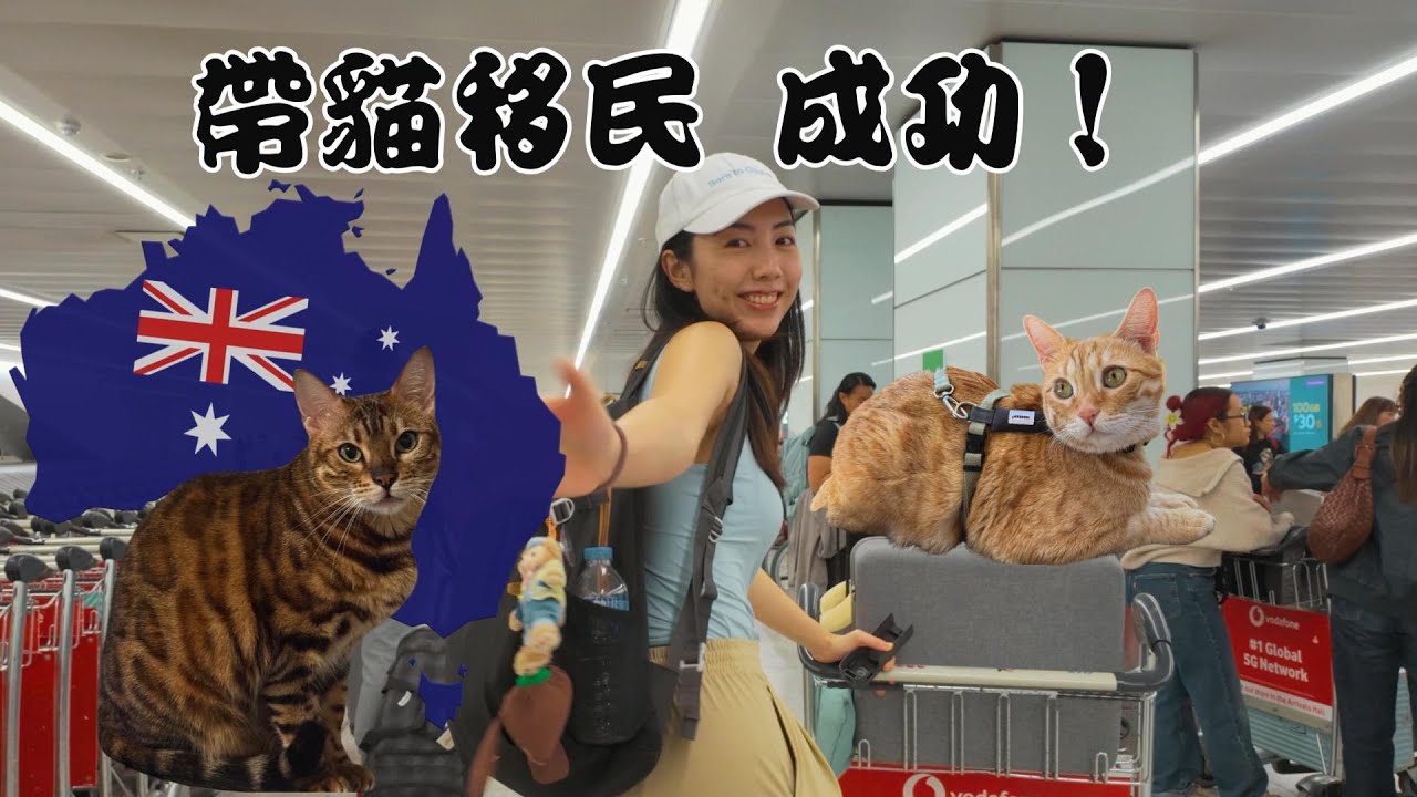帶貓移民澳洲全紀錄，帶初貓和小豹橫跨 7000 公里, 他們能適應南半球嗎？🇦🇺✈️