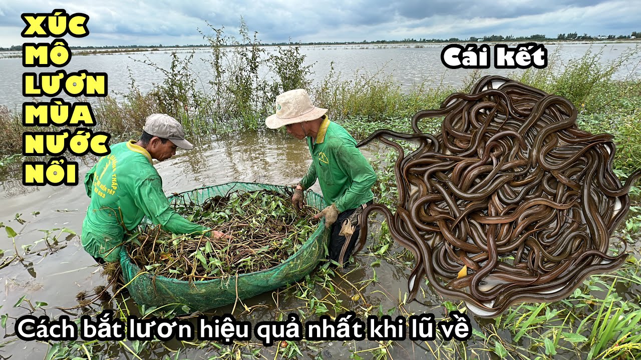 Xúc Mô Lươn Mùa Nước Nổi Miền Tây • Trúng Quá Trúng Cả Nhà Ơi, Mô Nào Cũng Có • Eel